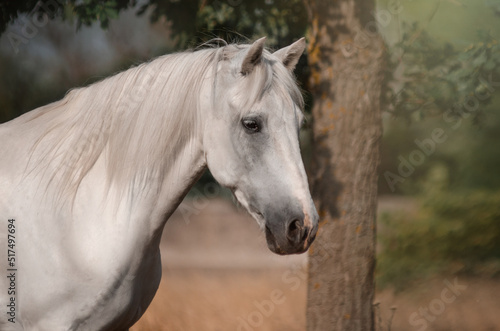 Beautiful photo of a white horse in nature adorable photo of pets  © Kate
