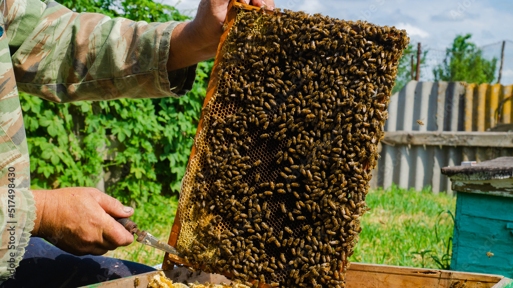 The beekeeper works in the apiary. Beehive and honey production. The beekeeper works in the apiary. Beehive and honey production.