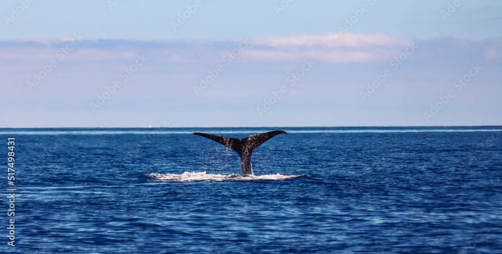 Fototapeta premium Scenes of Azores, Portugal