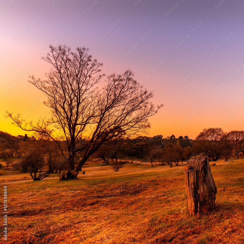 Fototapeta premium sunset in golden harvest park Johannesburg, South Africa