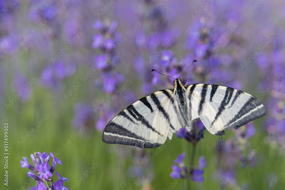 Beautiful nature in the lavender field Beautiful nature in the lavender field