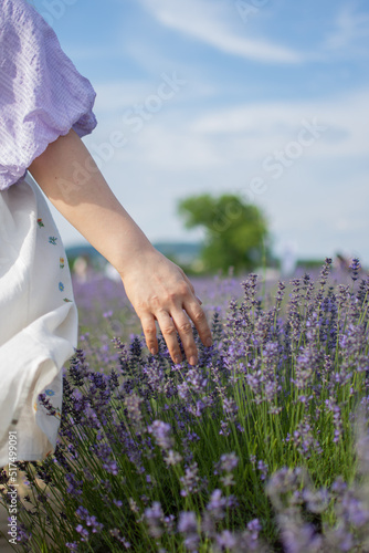 Beautiful nature in the lavender field