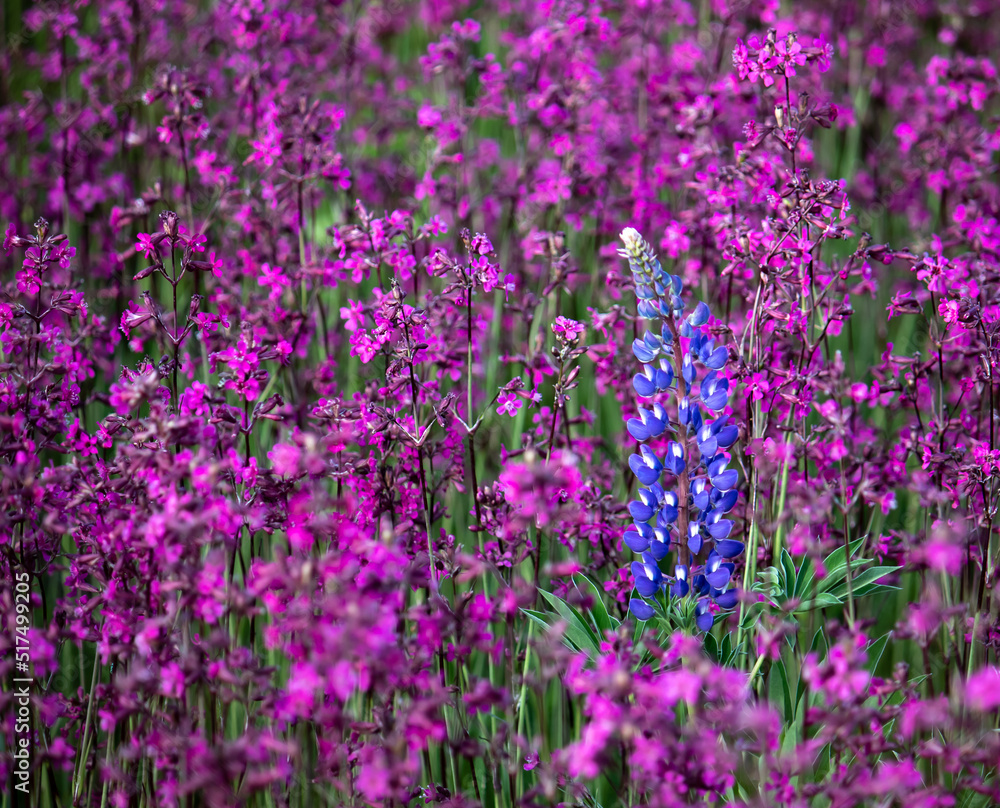 Fototapeta premium Blue lupine on a pink carpet of flowers. Blooming lupine flower