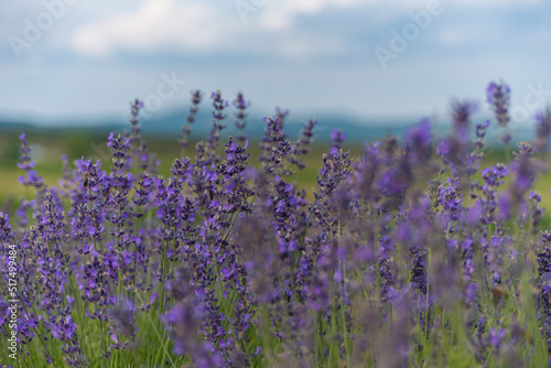 Beautiful nature in the lavender field