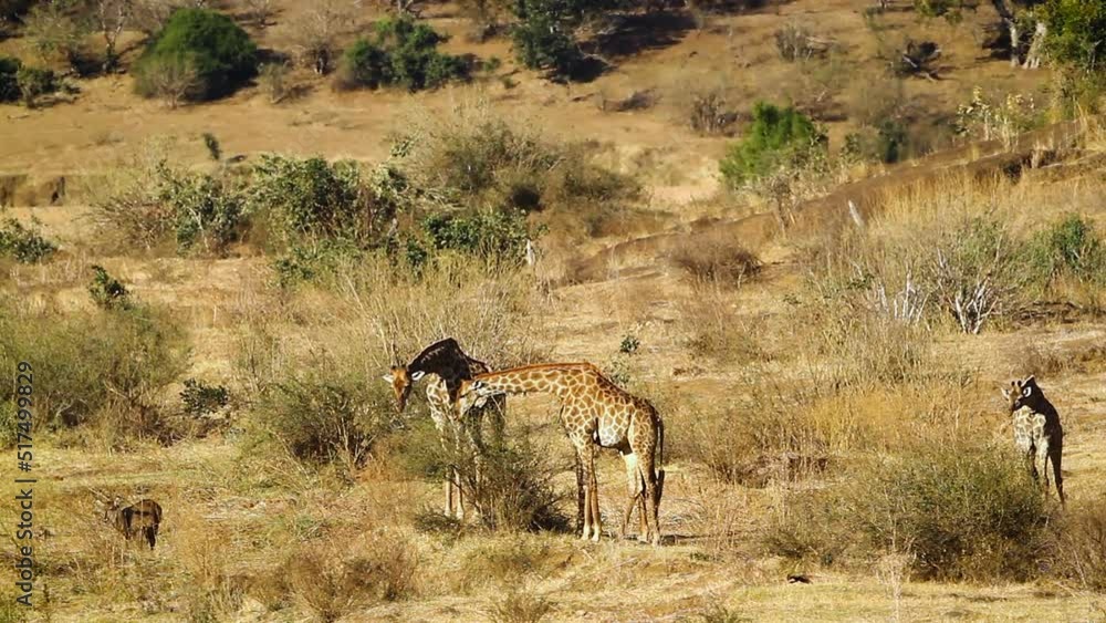 Small group of Giraffes eating in dry savannah in Kruger National park, South Africa ; Specie Giraffa camelopardalis family of Giraffidae Small group of Giraffes eating in dry savannah in Kruger National park, South Africa ; Specie Giraffa camelopardalis family of Giraffidae
