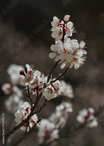 Russia. Northeast Caucasus  Republic of Dagestan. Close-up of flowers on an apricot tree branch in the garden of a mountain village.