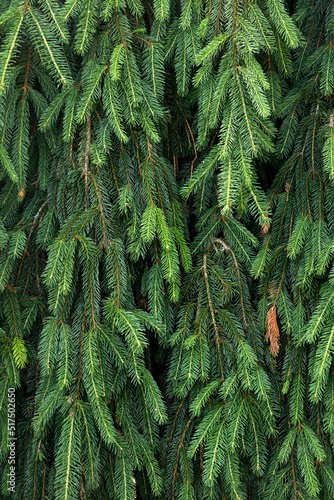 Bilde på lerret NORWAY SPRUCE PINE CONES - PICEA ABIES after rain