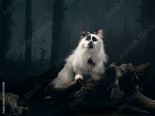 White cat in the dark forest, studio shot, munchkin photo