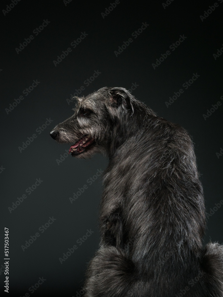 Naklejka premium Irish wolfhound on dark background, studio shot