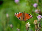 Pfauenauge Schmetterling