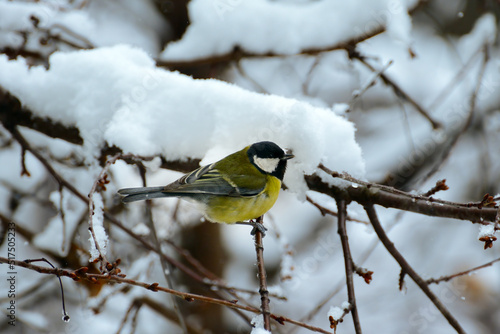 A titmouse on tree branch covered with snow.