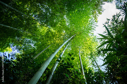 日本の風景 竹林