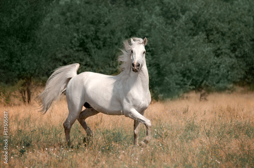 Beautiful photo of a white horse in nature adorable photo of pets