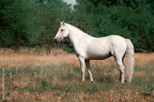 Beautiful photo of a white horse in nature adorable photo of pets © Kate