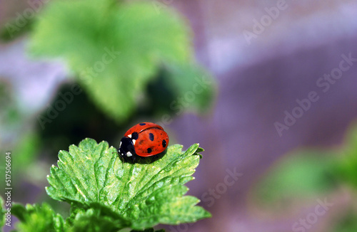 ladybug crawling on a flower