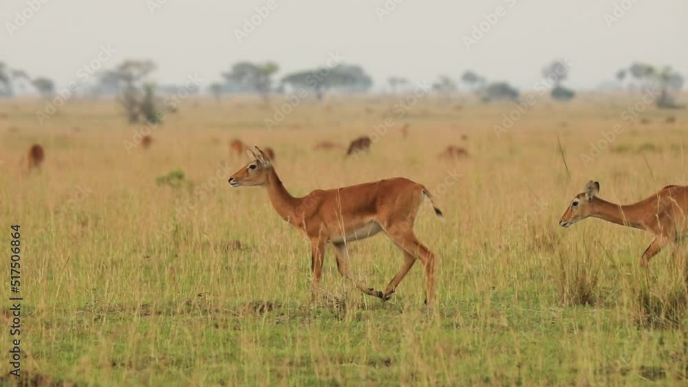 Slow motion of two deers walking and trotting in African prairie. High quality HD footage Slow motion of two deers walking and trotting in African prairie. High quality HD footage