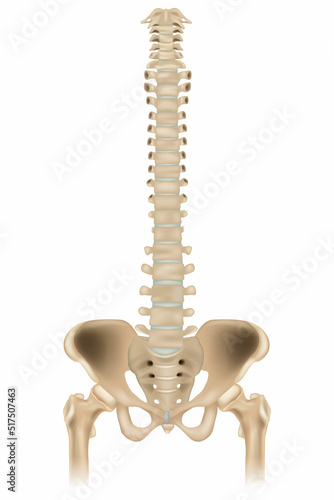 Medically accurate illustration of the skeletal system - the hip, pelvis and spine. Front view.