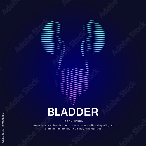 Human bladder medical structure. Vector logo bladder color silhouette on a dark background. Urinary tract logo vector template suitable for organization, company, or community. EPS 10 photo