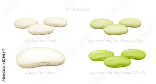 Groups of Lima beans (Large, baby, dry and fresh green) isolated on white background. Side view. Realistic vector illustration.