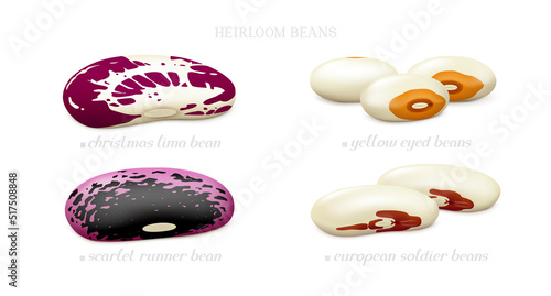 Heirloom beans (european soldier, yellow eyed, christmas lima, scarlet runner) isolated on white background. Side view. Realistic vector illustration.