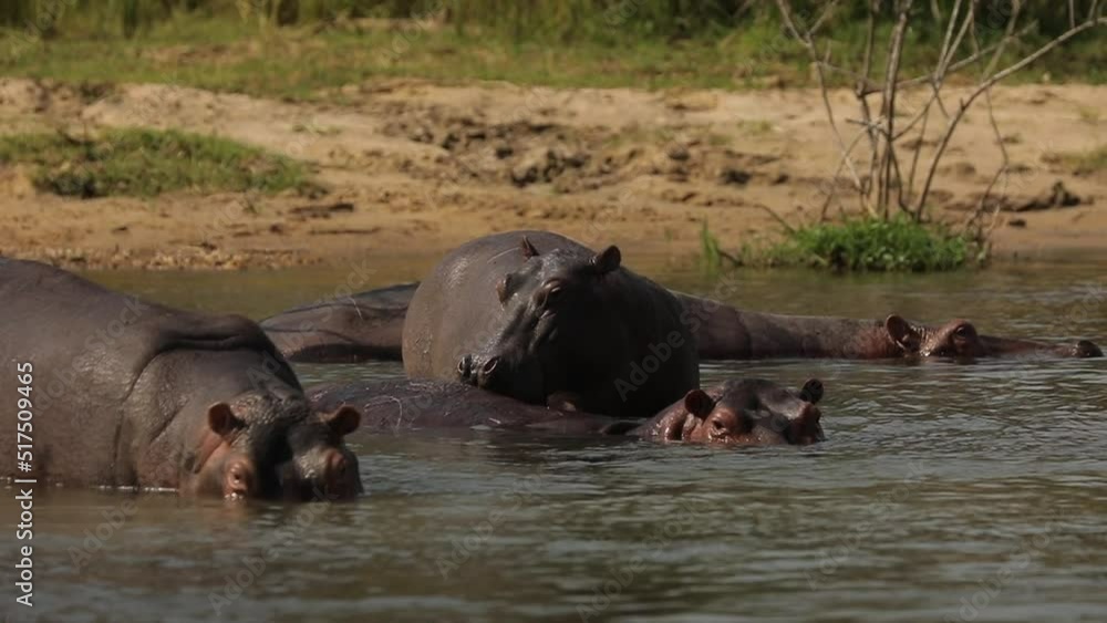 Slow motion of the hippos family, swimming in the waters of the river Nile, opening mouth. High quality HD footage Slow motion of the hippos family, swimming in the waters of the river Nile, opening mouth. High quality HD footage