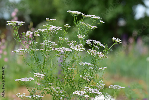 Blooming cumin in the garden close-up photo