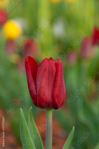Dark red tulips. Tulip bud among green leaves. Young plants. Blooming flowers. Crop. Selective focus.