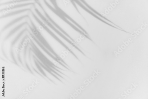 Fotografie, Obraz Tropical palm leaves shadow on white wall background with copy space