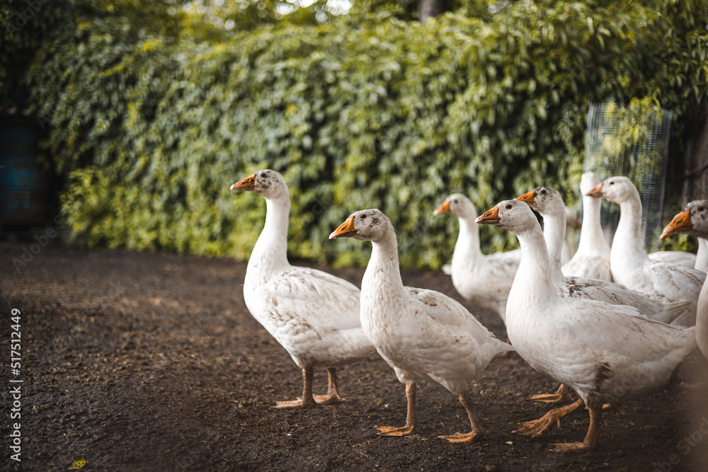 Household, adult geese, wet and dirty geese Household, adult geese, wet and dirty geese