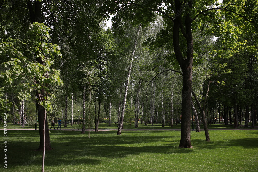Fototapeta premium green well-groomed beautiful park near the lake
