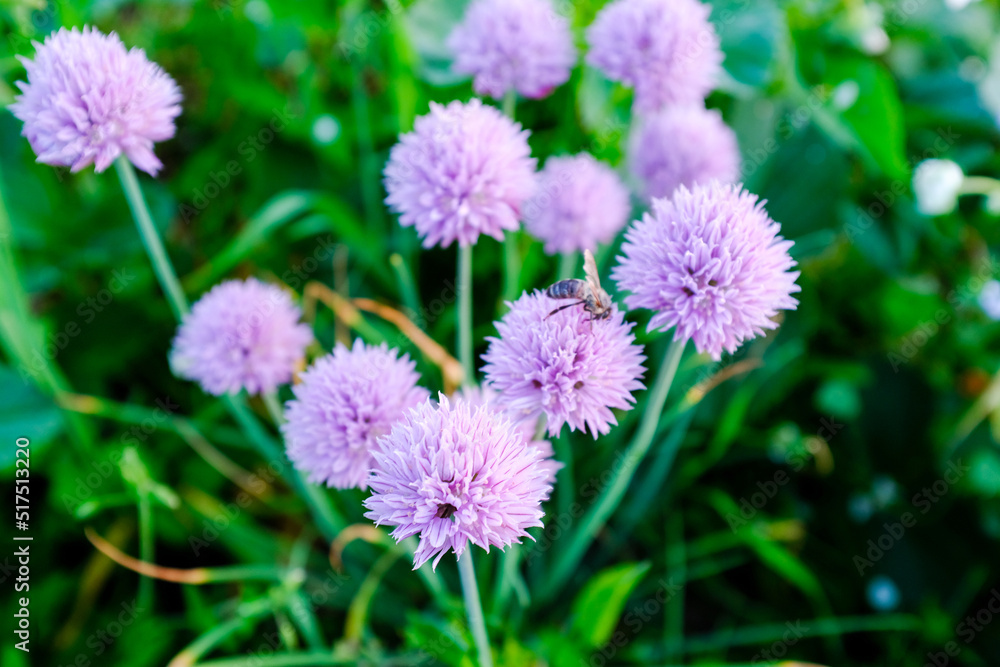 Blossoming herbal chives growing and flowering in a garden. Green background with light purple flowering chives for publication, design, poster, calendar, post, screensaver, banner, cover, website Blossoming herbal chives growing and flowering in a garden. Green background with light purple flowering chives for publication, design, poster, calendar, post, screensaver, banner, cover, website