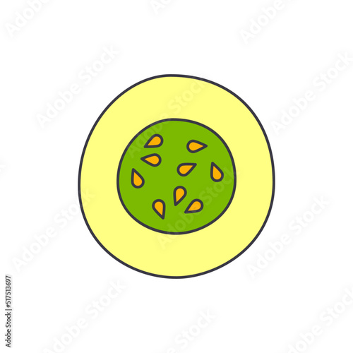 Cucumber, cucumis sativus icon in color, isolated on white background 