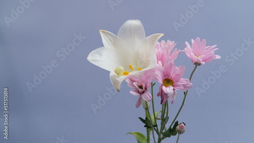 White daisy and other flowers. purple background. elegant look  simple concept.