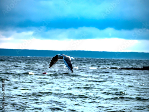 gull flies over the lake in the morning © petrovval