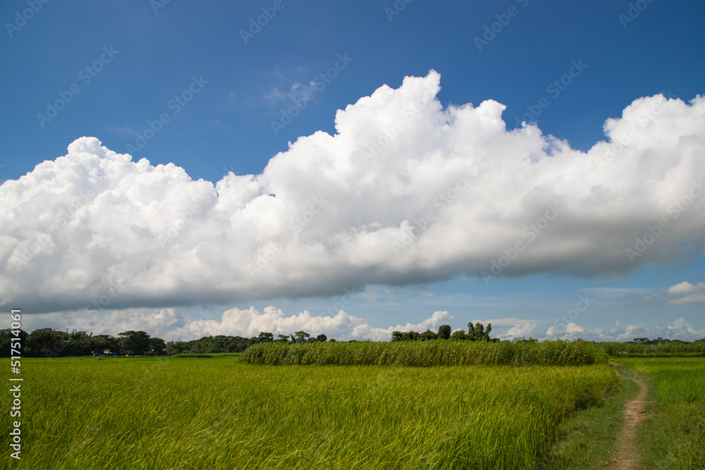 Beautiful Green rice fields with contrasting Cloudy skies Beautiful Green rice fields with contrasting Cloudy skies