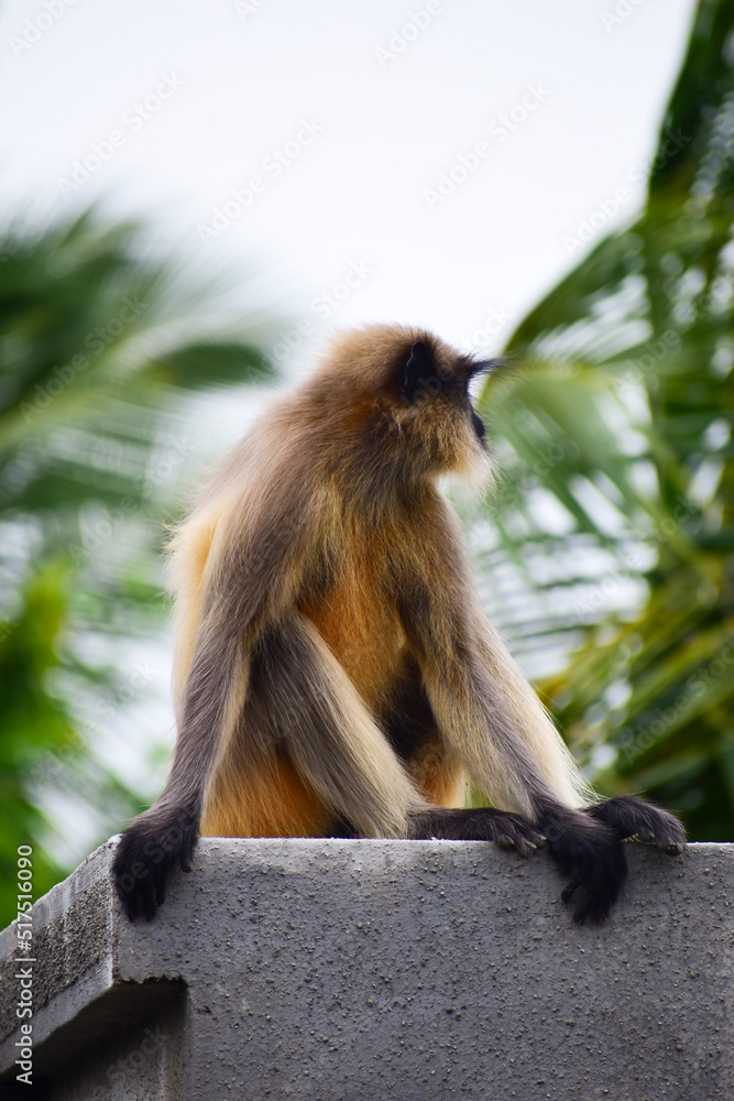 A beautiful monkey on the roof of the house