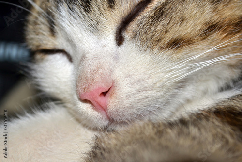 Cat pink nose close up
