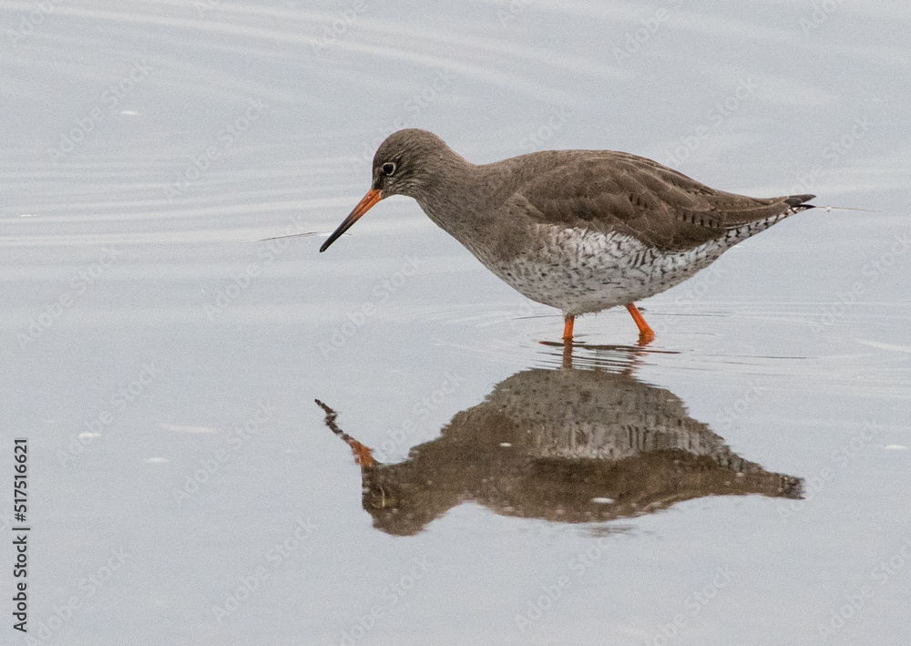 Redshank wading in marshland with reflection Redshank wading in marshland with reflection