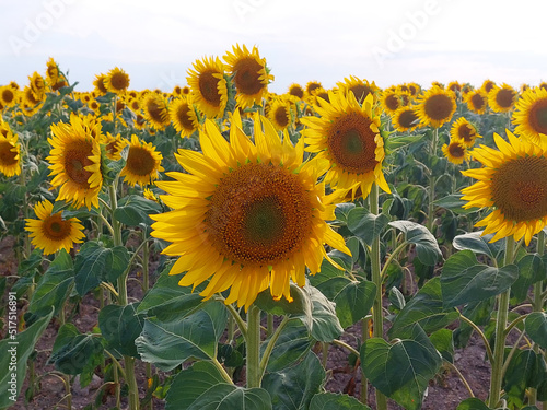 Fototapeta Naklejka Na Ścianę i Meble -  Natural sunflowers landscape agricultural farm