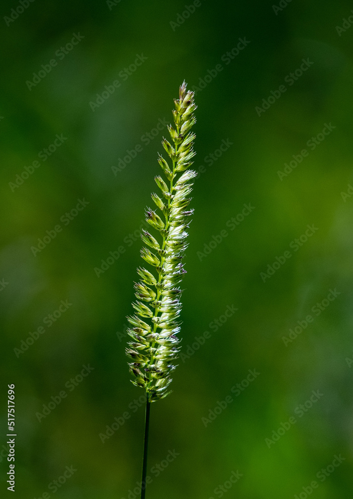 Summer grass blade with seeds on green background 