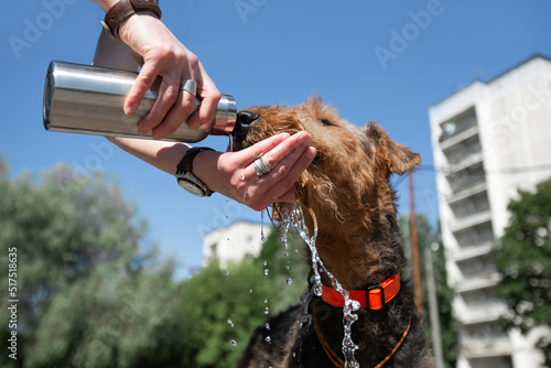 The concept of hot weather and a pet. Hands holding a bottle and giving water to a dog in an urban environment. Breed Airedale Terrier.