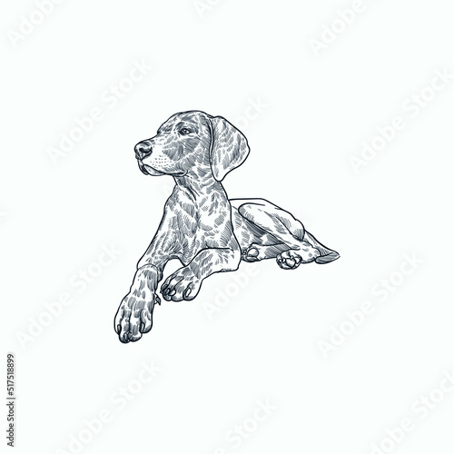 Obraz na plátně Vintage hand drawn sketch sit young weimaraner dog