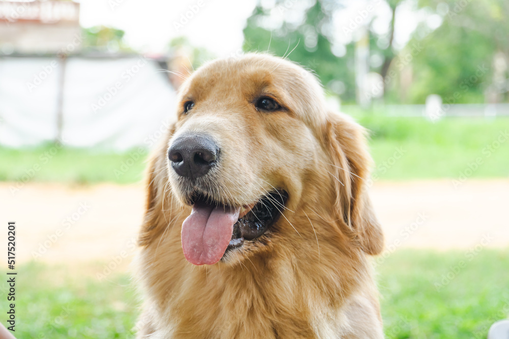 Fototapeta premium Dog close up smile with nature background