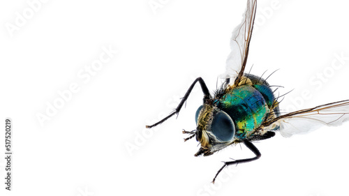 Fly isolated on white background © senadesign