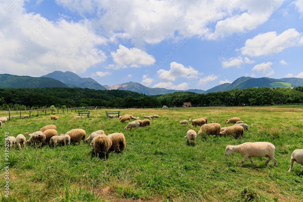 牧場に放牧された羊 牧場に放牧された羊
