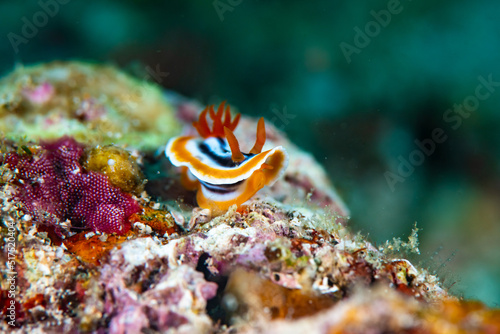 A nudibranch crawling over the reef 