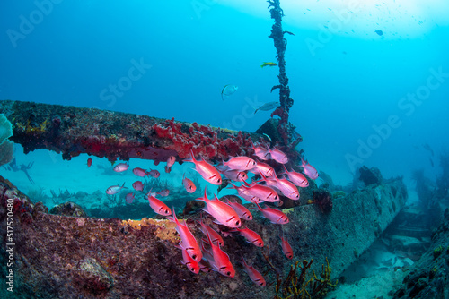 Cardinal fish swimming over the wreck 