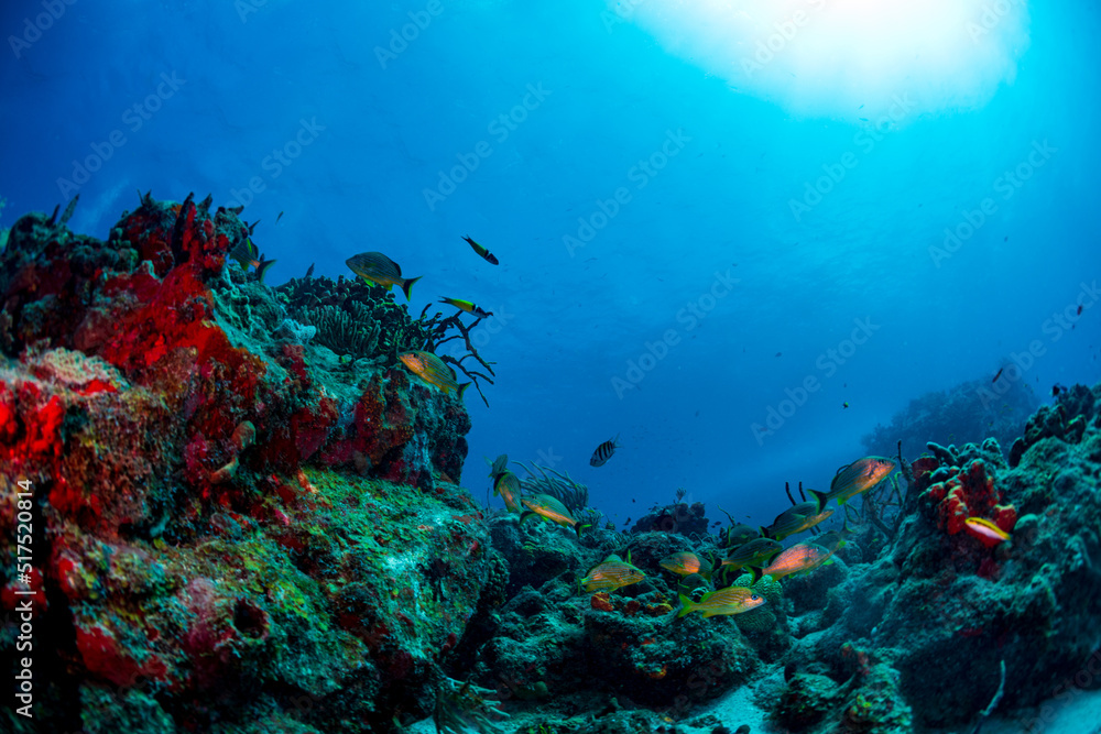 Naklejka premium diver and reef