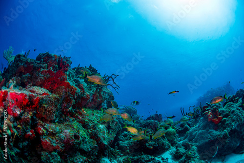 Fototapeta Naklejka Na Ścianę i Meble -  coral reef with tropical fish 