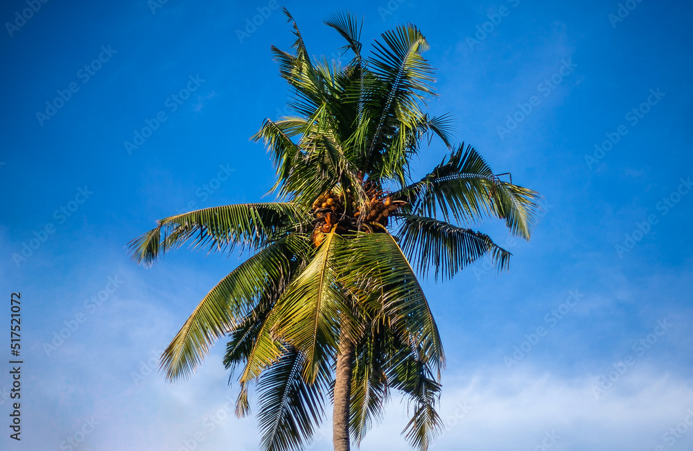 Coconut palm tree. Palm tree with blue sky in the background. Big yellow coconuts on the palm tree Coconut palm tree. Palm tree with blue sky in the background. Big yellow coconuts on the palm tree